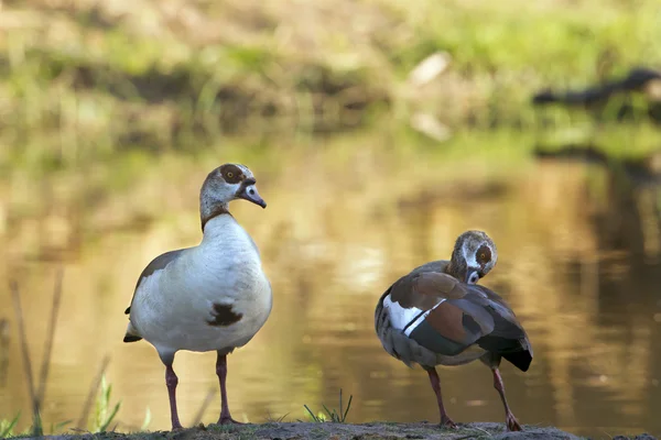 Egyptian Goose in Kruger National park Stock Picture