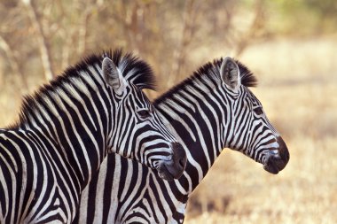 Burchell zebra Kruger National park