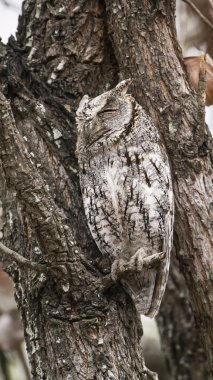 Afrika ishak kuşu Kruger National park