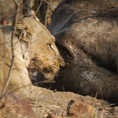 Aslan Kruger National park
