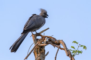 Gri gitmek koyma kuş Kruger National park