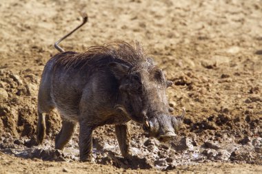 ortak yaban domuzu Kruger National park