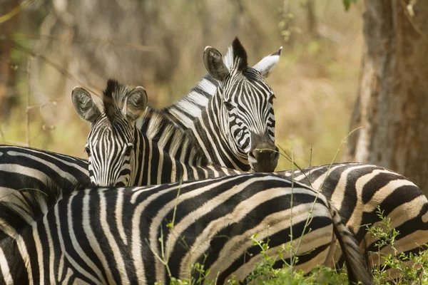 Zebra Burchell no parque nacional de Kruger — Fotografia de Stock