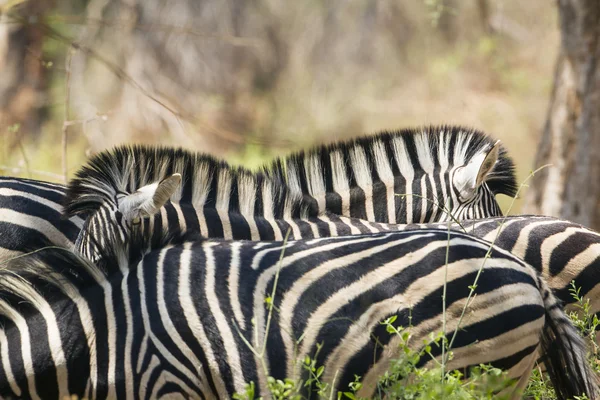 Cebra de Burchell en el Parque Nacional Kruger — Foto de Stock