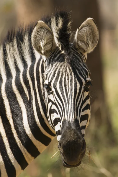 Burchell zebra w Kruger National park — Zdjęcie stockowe