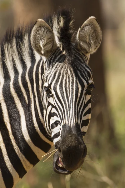 Burchell zebra w Kruger National park — Zdjęcie stockowe