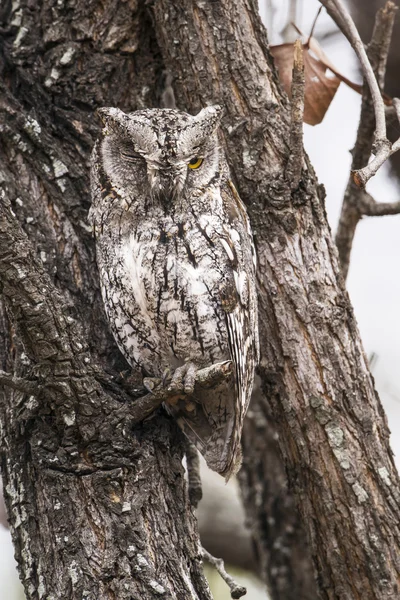 African Scops-Owl in Kruger National park — Stock Photo, Image