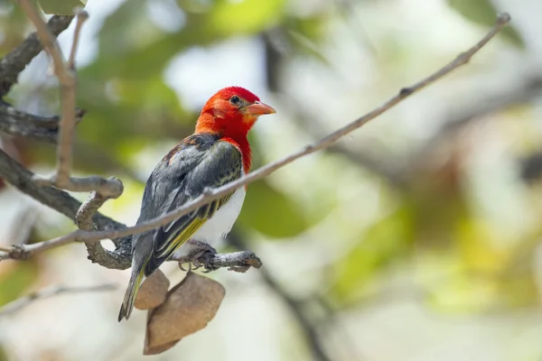 Red-headed weaver in Kruger National park — Stock Photo, Image