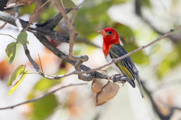 Red-headed weaver a Kruger Nemzeti park — Stock Fotó