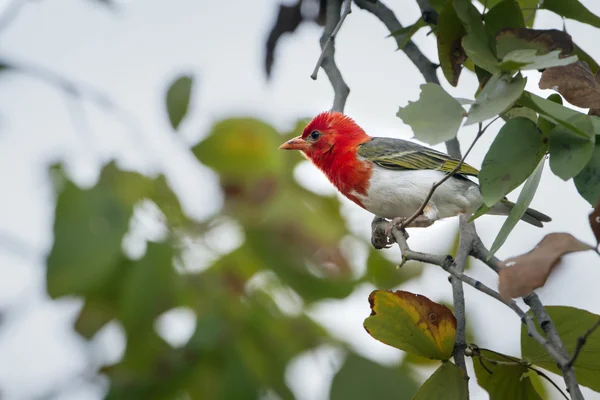 Rotkopfweber im Kruger Nationalpark — Stockfoto