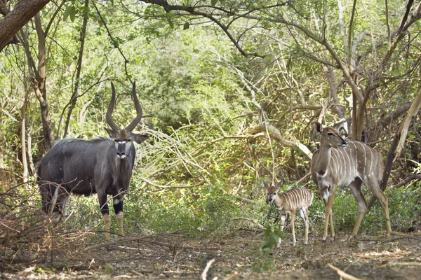 Nyala en el Parque Nacional Kruger —  Fotos de Stock