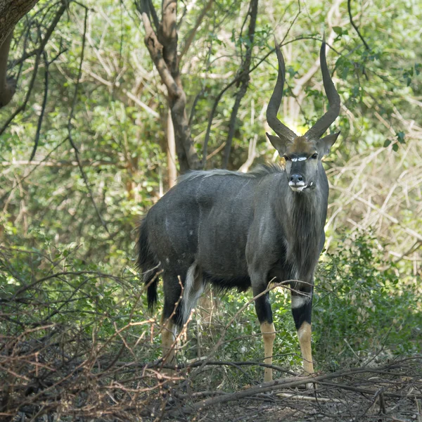 Nyala en el Parque Nacional Kruger —  Fotos de Stock