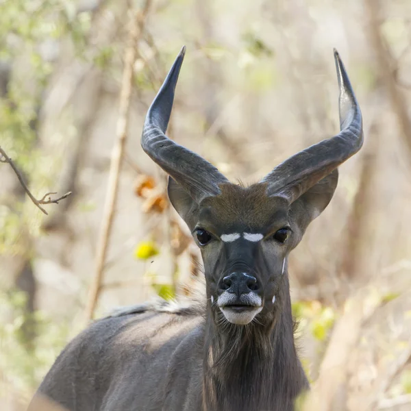 Hotel Nyala w Kruger National park — Zdjęcie stockowe