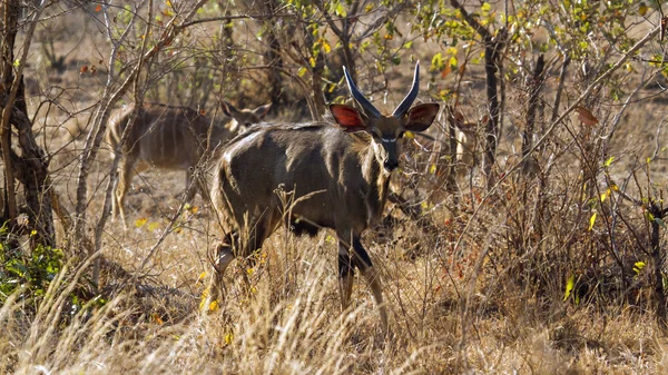 Nyala in Kruger National park — Stockfoto