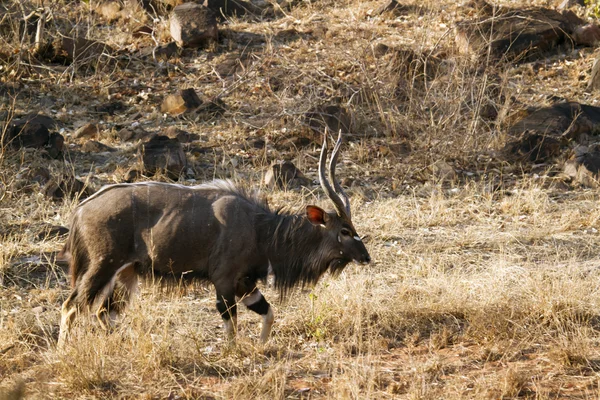 Nyala en el Parque Nacional Kruger —  Fotos de Stock