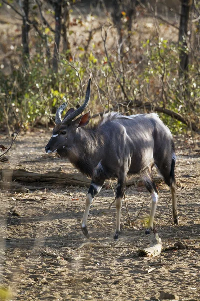 Nyala in Kruger National park — Stockfoto