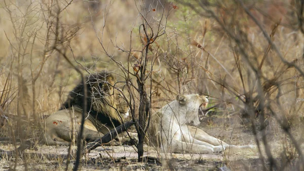 Leone nel parco nazionale di Kruger — Foto Stock