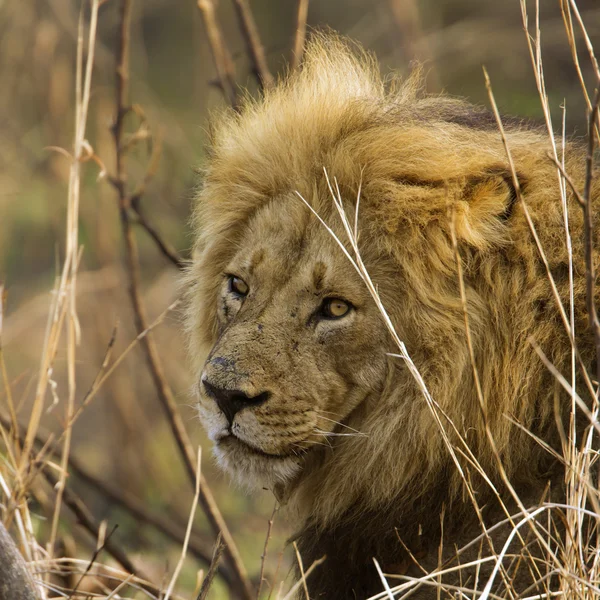 Oroszlán a Kruger Nemzeti park — Stock Fotó