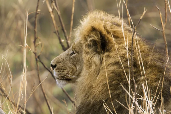 狮子在克鲁格国家公园 — 图库照片
