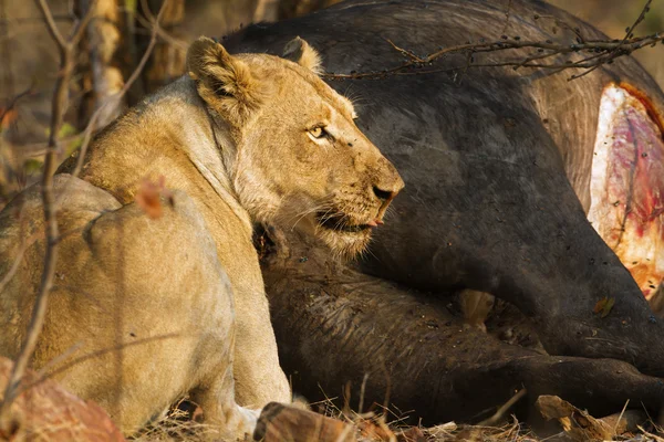 Lew w Kruger National park — Zdjęcie stockowe