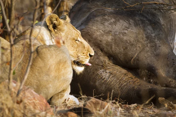 Lew w Kruger National park — Zdjęcie stockowe
