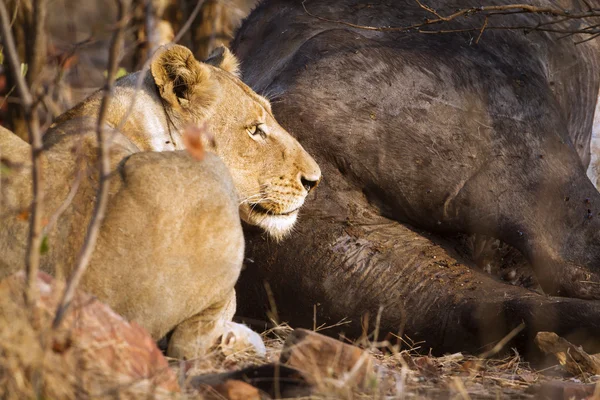 Lew w Kruger National park — Zdjęcie stockowe