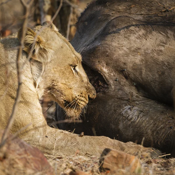 Lev v Kruger National park — Stock fotografie