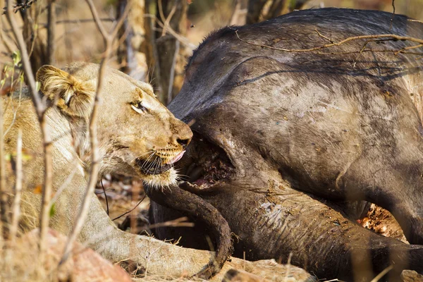 Leone nel parco nazionale di Kruger — Foto Stock