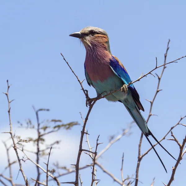 Lilac-breasted roller in Kruger National park — Stock Photo, Image