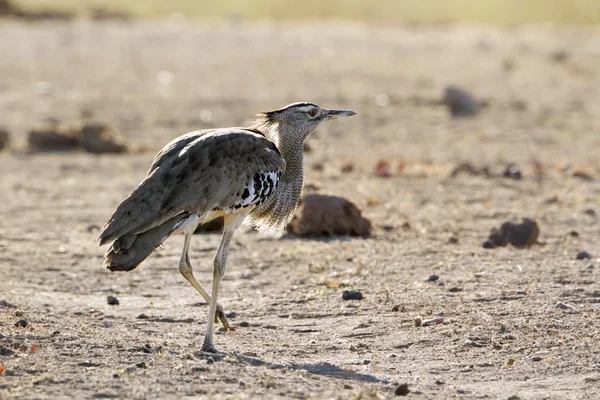 Bustard Kori en el Parque Nacional Kruger —  Fotos de Stock