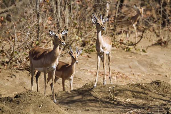 Impala nel parco nazionale di Kruger — Foto Stock