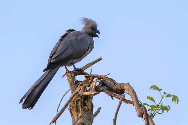 Grey go-away bird in Kruger National park