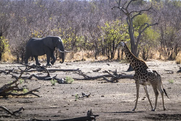 Giraffe und afrikanischer Buschelefant im Kruger Nationalpark — Stockfoto