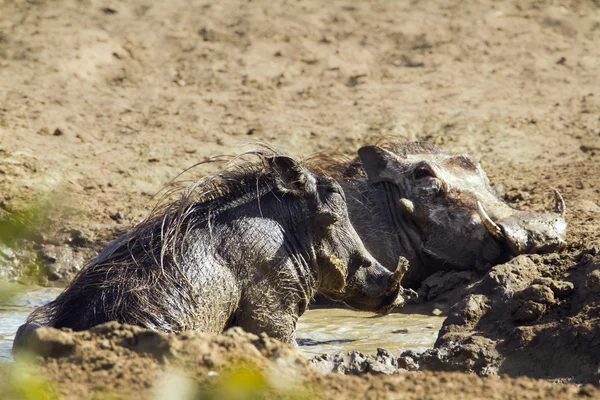 Warzenschwein im Kruger Nationalpark — Stockfoto