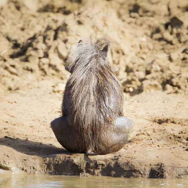 Warthog comum no parque nacional de Kruger — Fotografia de Stock