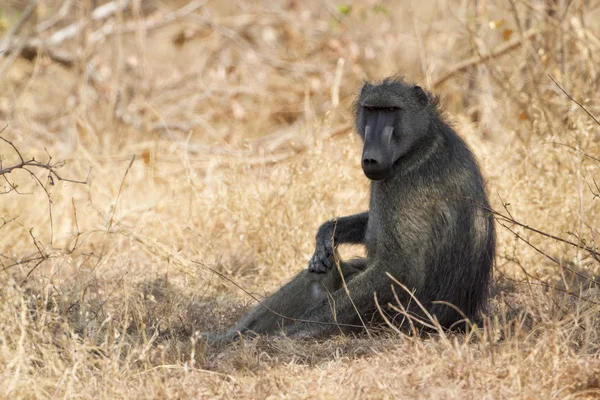 Chacma baboon in Kruger National park — Stock Photo, Image