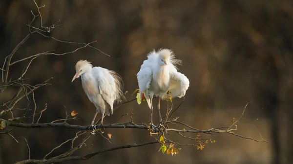 Garza bovina en el Parque Nacional Kruger — Foto de Stock