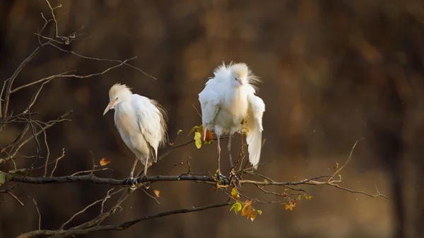 Cattle egret in Kruger National park — Stock Photo, Image