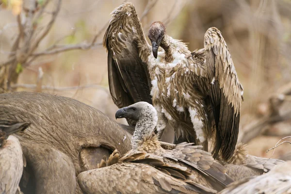 Cape vulture in Kruger National park Royalty Free Stock Photos