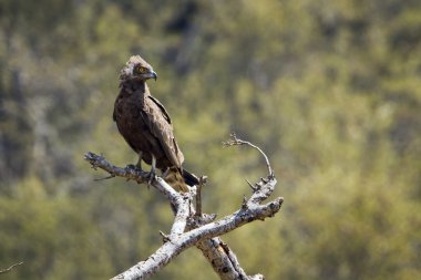 Kahverengi yılan-kartal Kruger National park