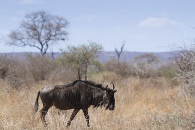 Mavi wildebeest Kruger National park