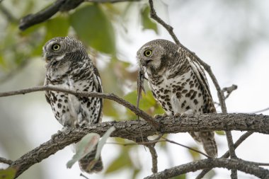 Afrika çubuklu owlet Kruger National park
