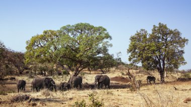 Afrika bush fil Kruger National park