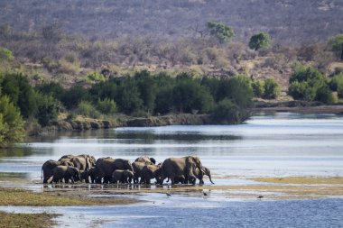 Afrika bush fil Kruger National park