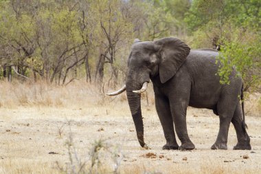 Afrika bush fil Kruger National park