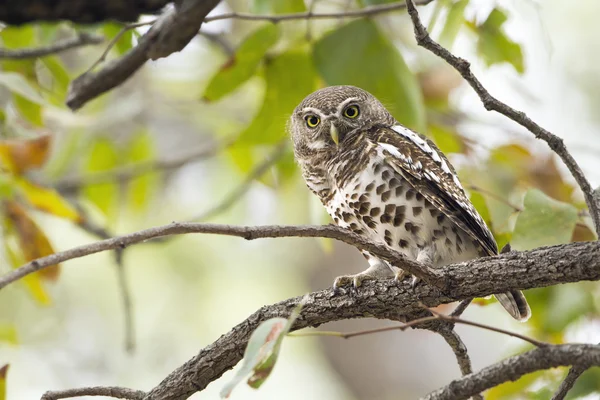 African barred owlet in Kruger National park — Stock Photo, Image
