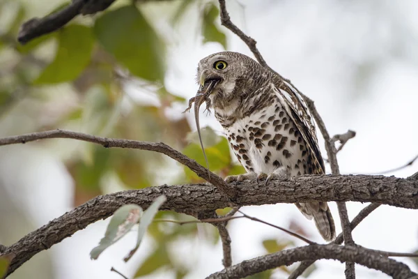 Lechuza barrada africana en el Parque Nacional Kruger —  Fotos de Stock