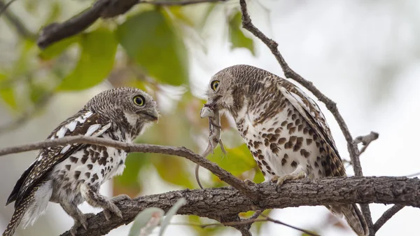 Gufo reale africano nel parco nazionale di Kruger — Foto Stock