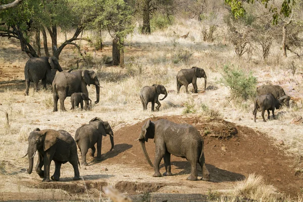 Elefante arbusto africano no parque nacional de Kruger — Fotografia de Stock
