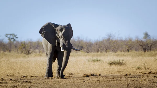 非洲布什大象在克鲁格国家公园 — 图库照片